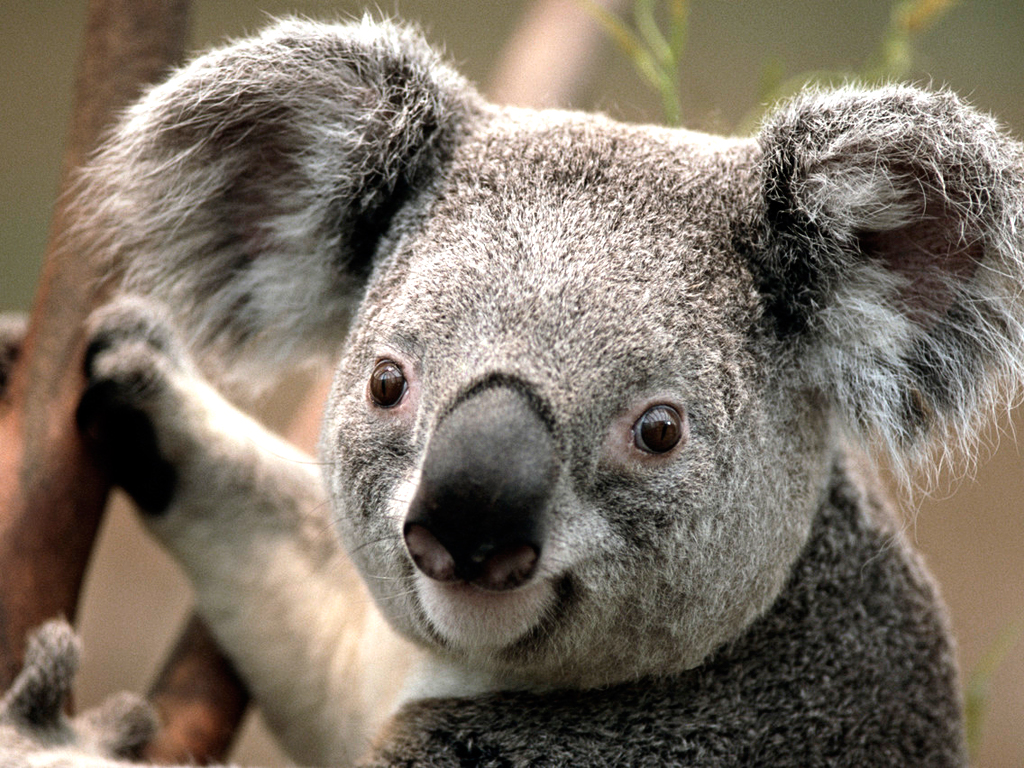 koala in a tree looking friendly