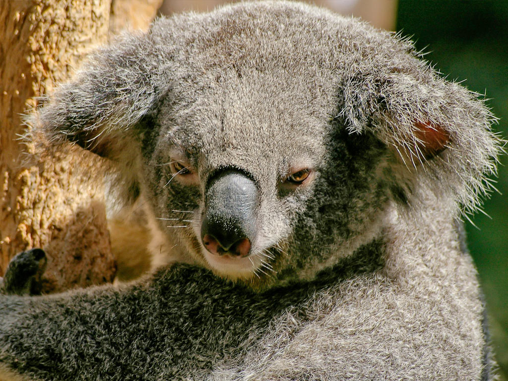 evil looking koala