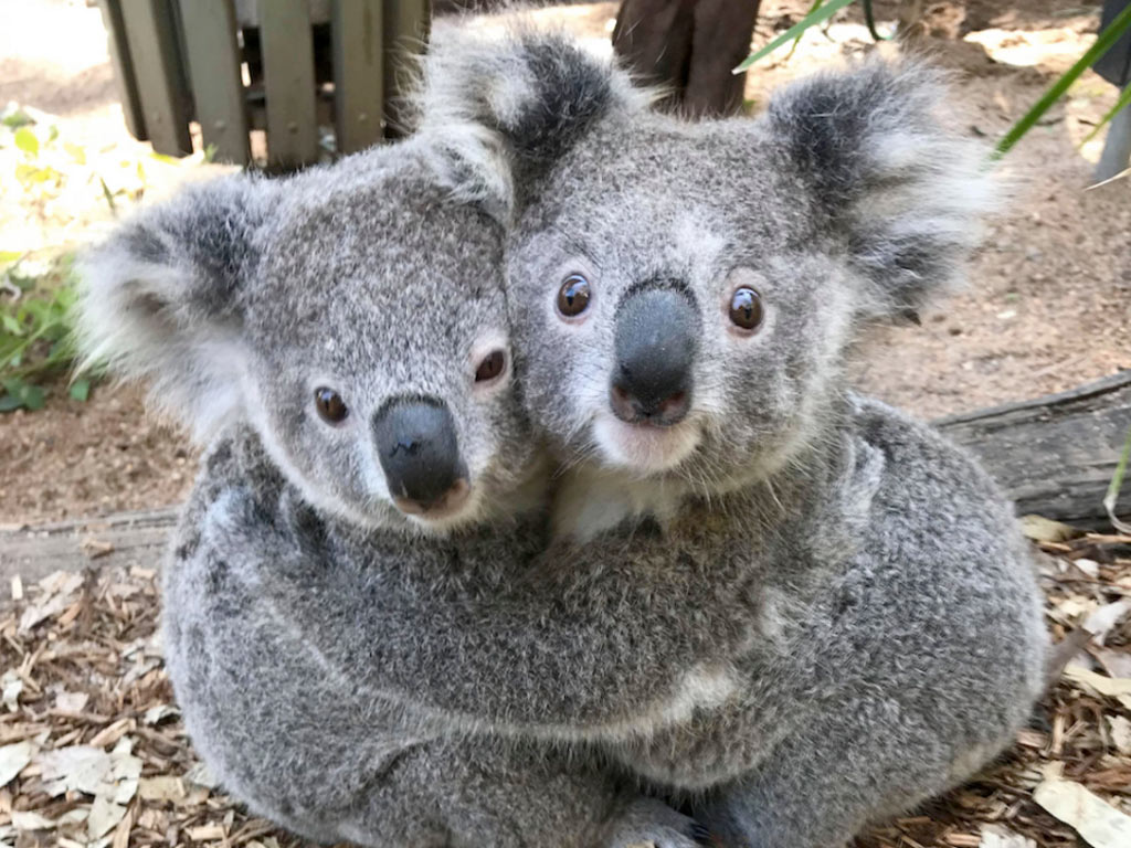 two cute koalas hugging