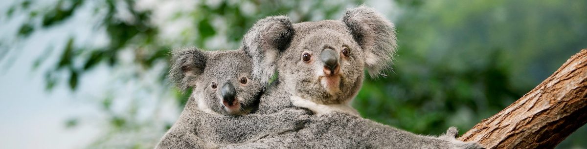 baby koala riding mother's back