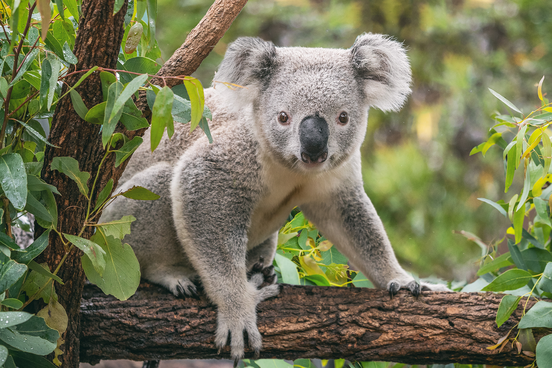 koala on a tree branch